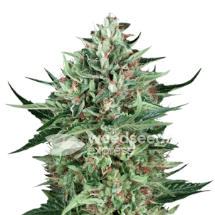 Photo of Cherry AK Autoflower Seeds