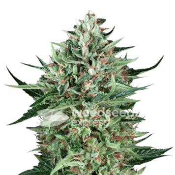 Photo of Cherry AK Autoflower Seeds