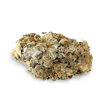 Photo of Lemon Autoflower Seeds