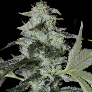 Photo of Sherbet Cake (Hybrid)