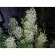 Product image for Quebec Gold 2.0 Cannabis Seeds Feminized