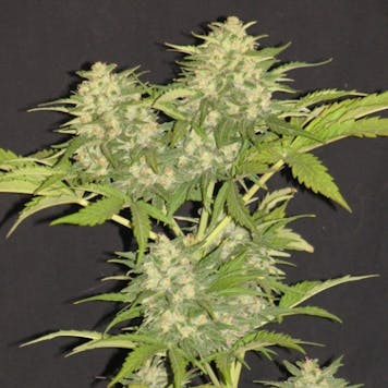 Photo of Critical Super Silver Haze