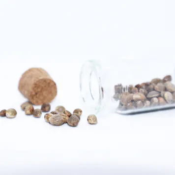 Photo of Prüno CBD Hemp Seeds Feminized