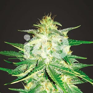 Photo of AK 47 Fast Fem
