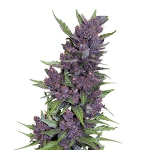 Photo of Purple Kush Seeds