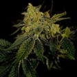 Product image for Black Domina Autoflower