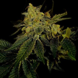Photo of Black Domina Autoflower