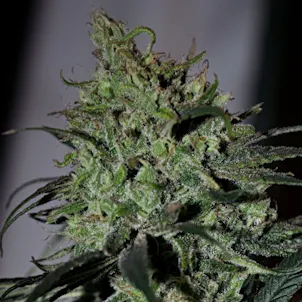 Photo of Lemon Thunder seeds