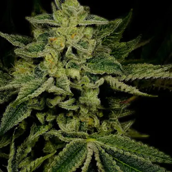 Photo of Jack Herer Autoflower