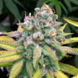 Product image for Marshmellow Kronik Fem Seeds
