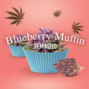 Photo of Blueberry Muffin Feminized