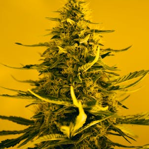Photo of White Widow feminized seeds x5