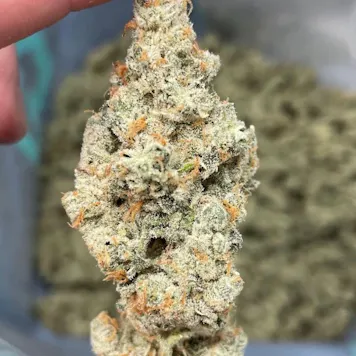 Photo of Platinum Kush - Bulk