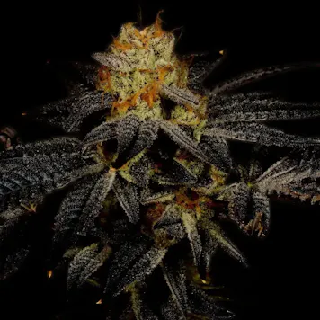 Photo of Purple Kush