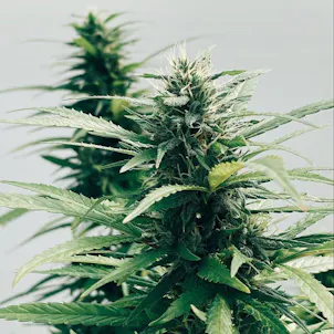 Photo of Quick Kush CBD Clones