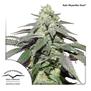 Photo of Auto Skywalker Haze