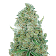 White Rhino Feminized Seeds