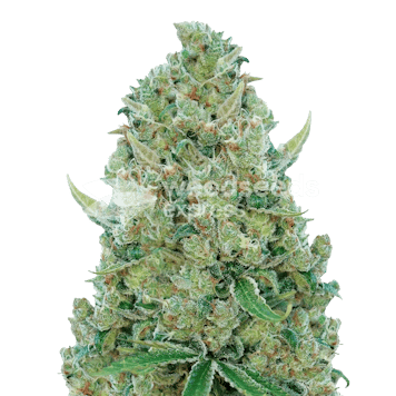 Photo of White Rhino Feminized Seeds