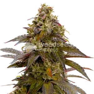Photo of Mimosa Feminized Seeds