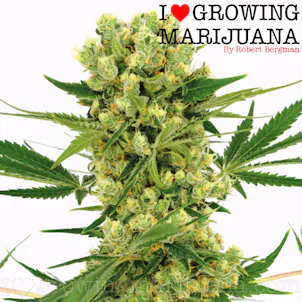 Photo of Amnesia Haze (fem) seeds