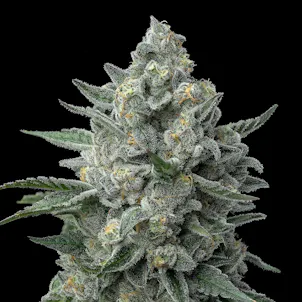 Photo of The White (feminized)