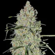 Product image for Pineapple Auto Fem Seeds