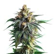 Product image for Kali Jack Feminized