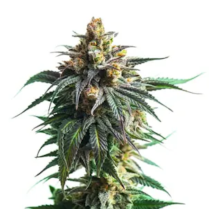 Photo of Kali Jack Feminized