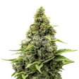 Product image for Amnesia Autoflower Seeds