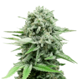 Product image for CBD White Widow Feminized Seeds