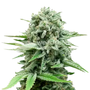 Photo of CBD White Widow Feminized Seeds