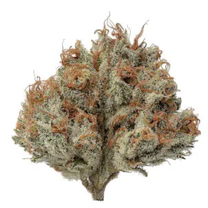 Photo of Stacy's Mom Flower