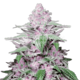 Product image for Purple Lemonade Autoflower Seeds