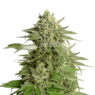 Photo of Haze #1 Regular Seeds