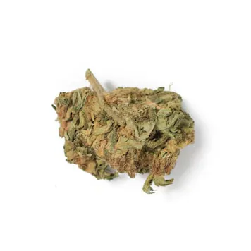 Photo of New Kali Feminized