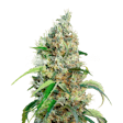 Product image for Bubblegum Regular Seeds
