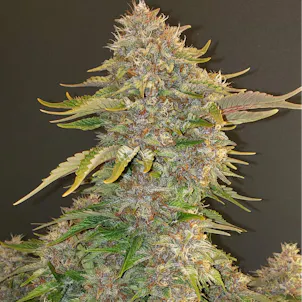 Photo of Purple Strawberry Cough