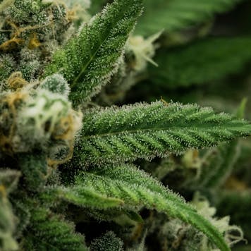 Photo of Astral Works