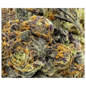 Photo of Go Steady Black Cherry Punch Flower