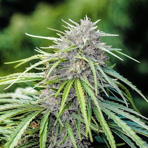 Photo of Pine Walker Seedless