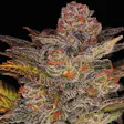 Product image for BlueBerry Auto