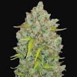 Product image for Bubblegum Autoflower