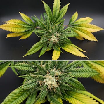 Photo of Dogwalker OG