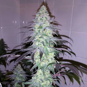 Photo of Ice Cream Cake Seeds - Feminized