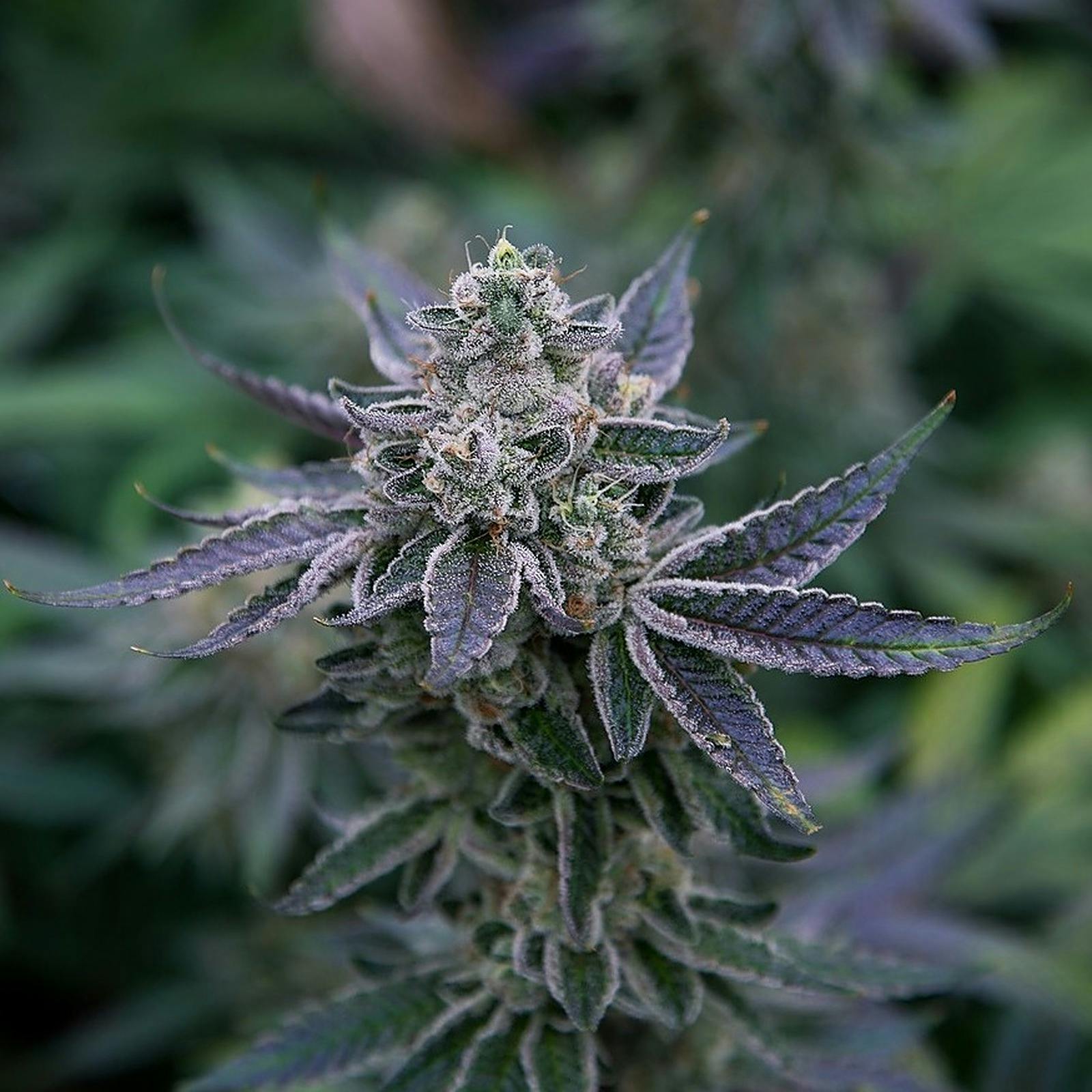 Dewey Cannabis Co. Dewbie Pack Prerolls [10 x 0.5g] Leafly