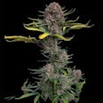 Gorilla Punch Autoflower Feminized Cannabis Seeds