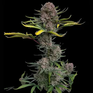 Photo of Gorilla Punch Autoflower Feminized Cannabis Seeds