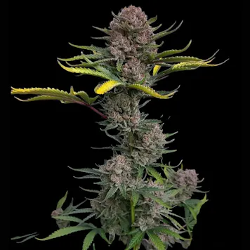 Photo of Gorilla Punch Autoflower Feminized Cannabis Seeds