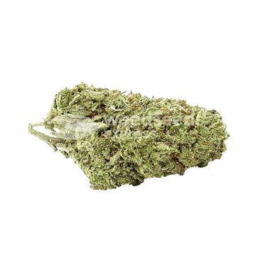 Photo of Pixie Dust Feminized Seeds