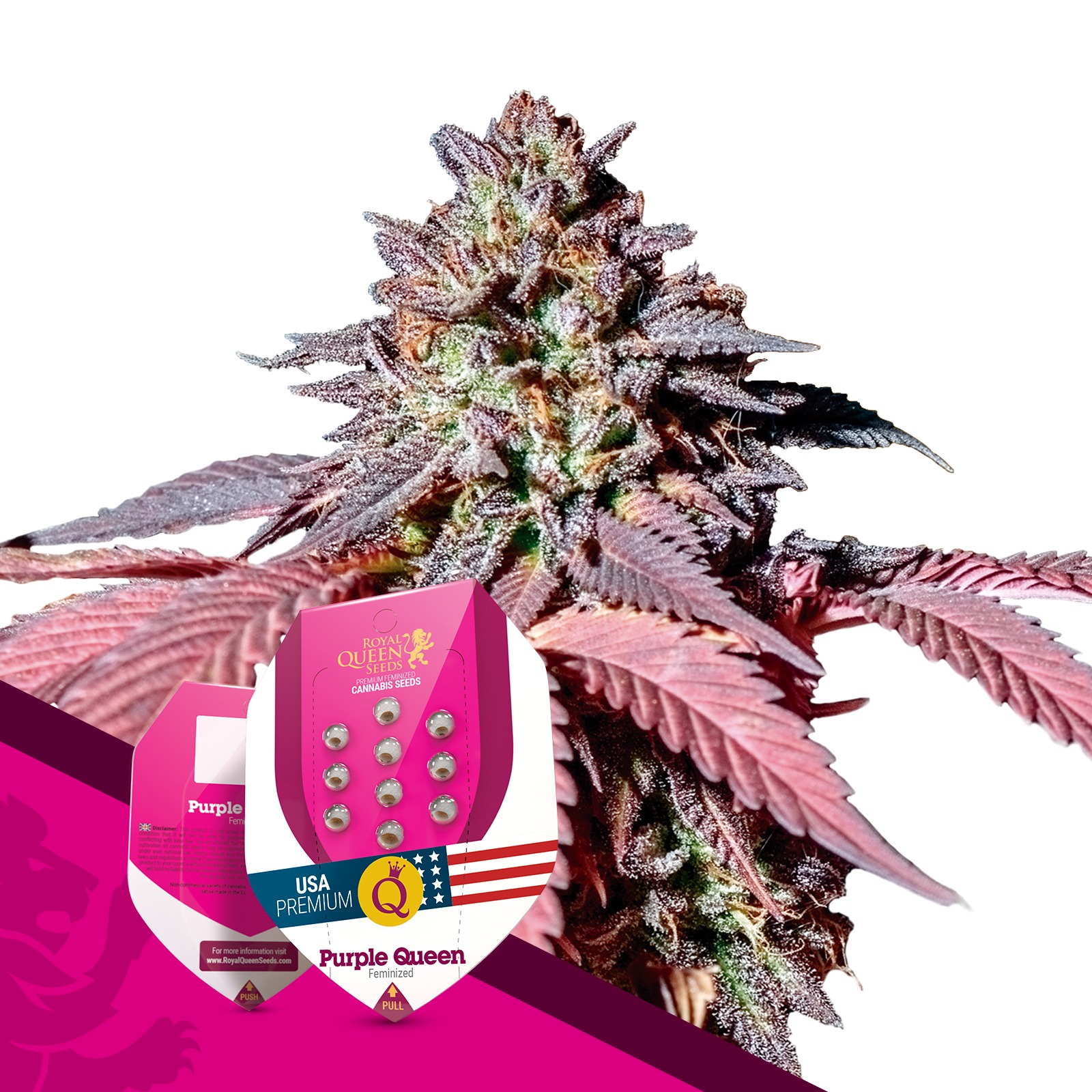 Royal Queen Seeds: Purple Queen | Leafly